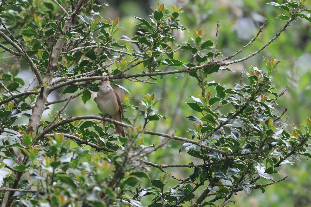 Common Nightingale - Alan Bird