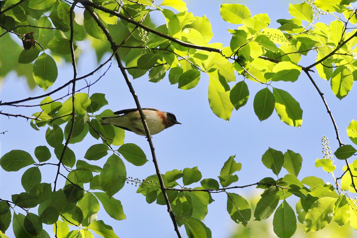 Bay-breasted Warbler - Melissa Ludwig