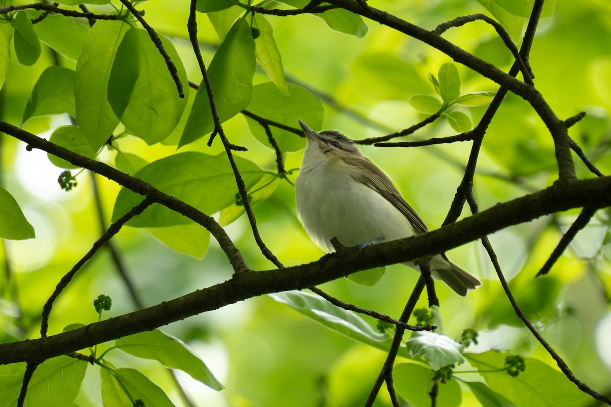 Chipping Sparrow - Timothy Flynn