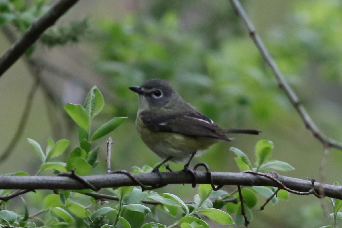 Blue-headed Vireo - Lily Morello