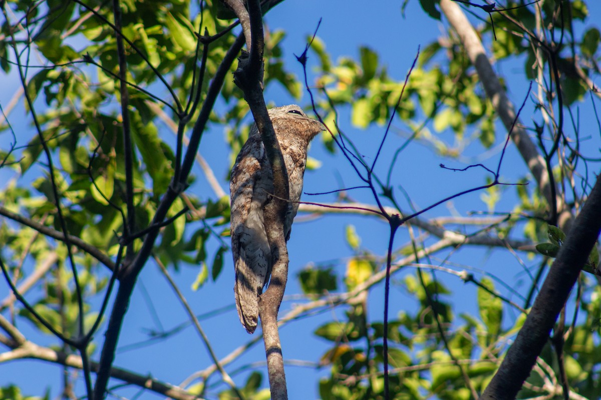 Great Potoo - DENIS PINEDO GONZALES