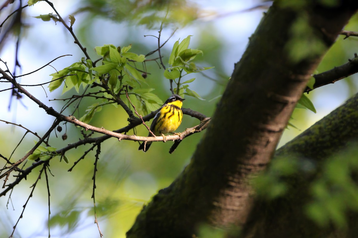 Magnolia Warbler - ML619036659