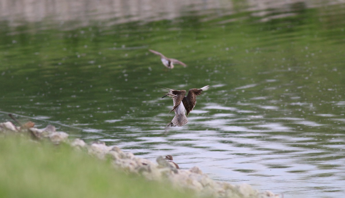 Short-billed Dowitcher - ML619036671