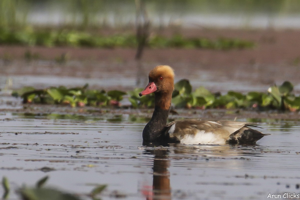 Red-crested Pochard - arun kumar