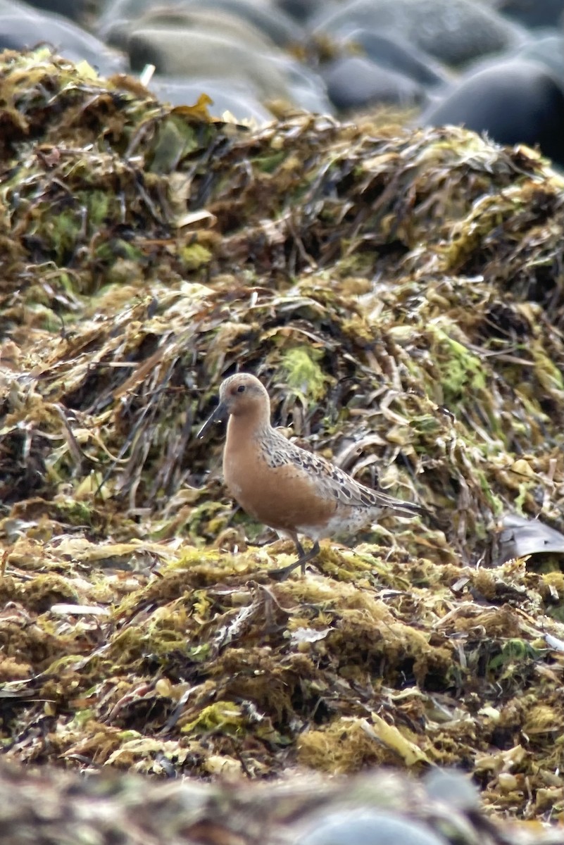 Red Knot - ML619036679