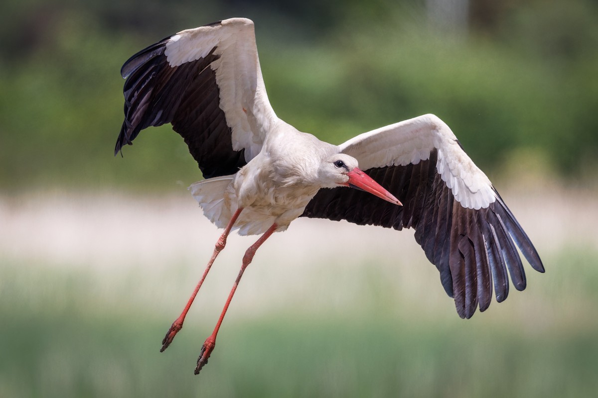 White Stork - ML619036705