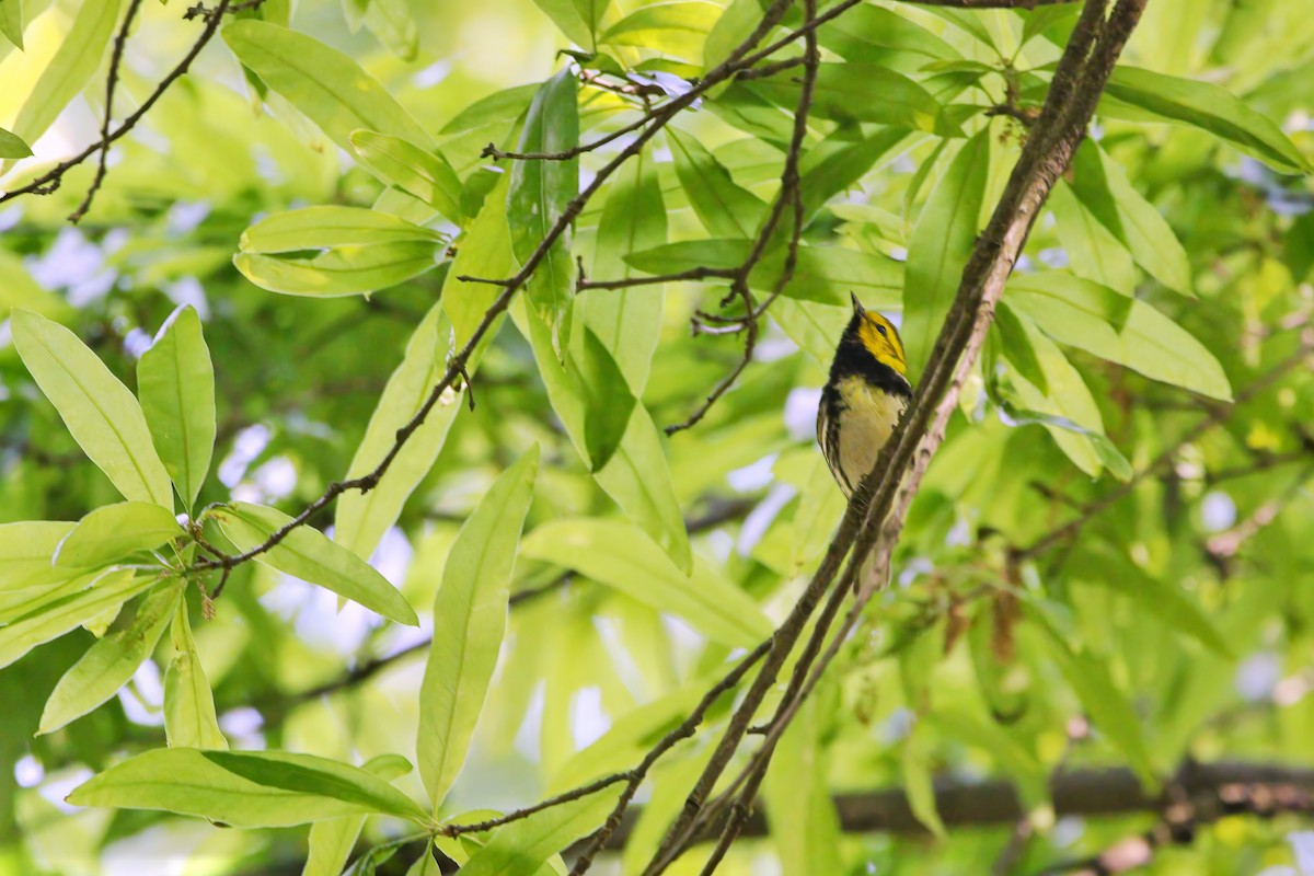 Black-throated Green Warbler - Melissa Ludwig