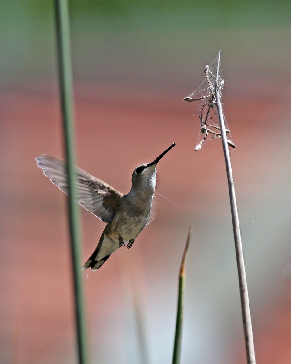 Black-chinned Hummingbird - Marceline VandeWater