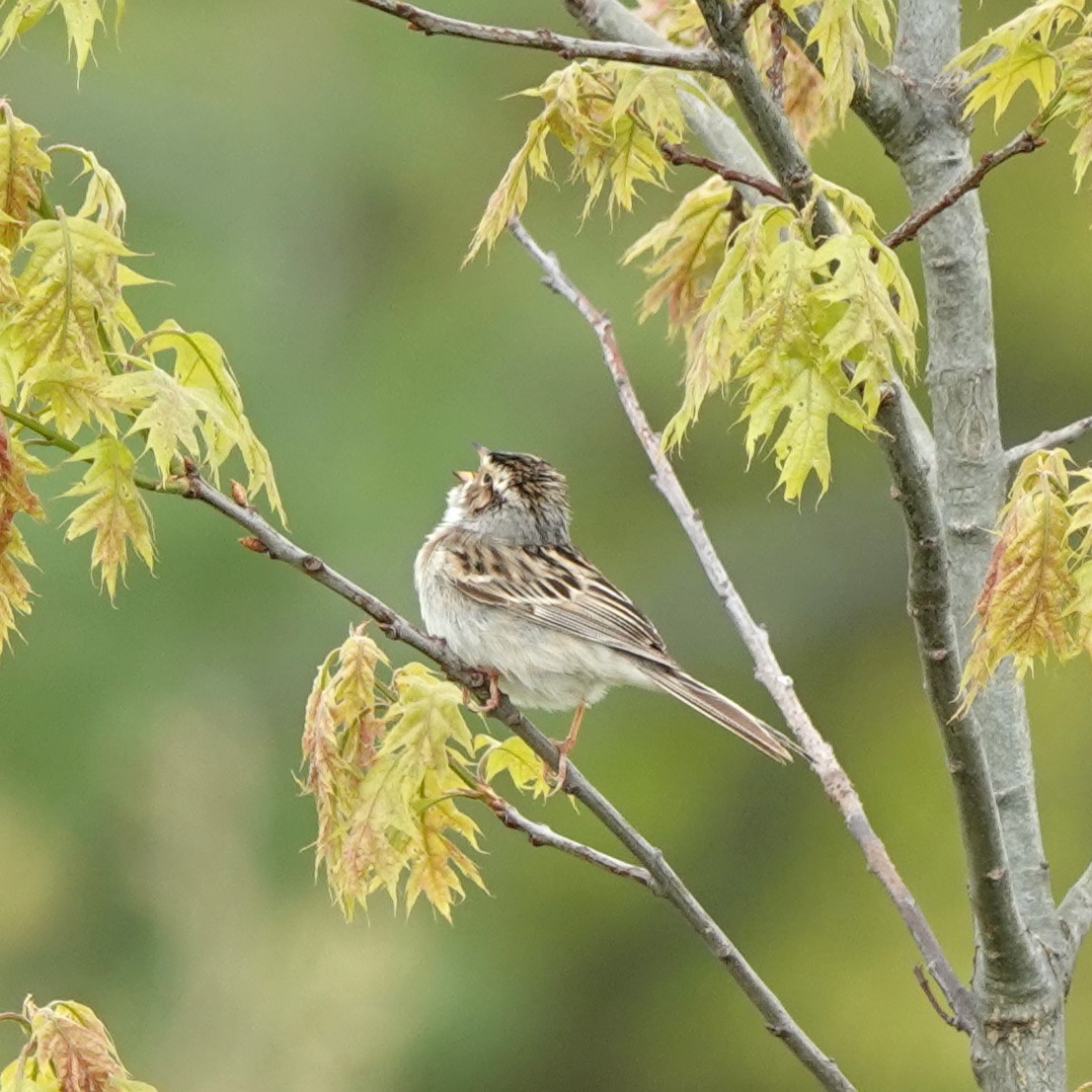 Clay-colored Sparrow - Judy Dunn