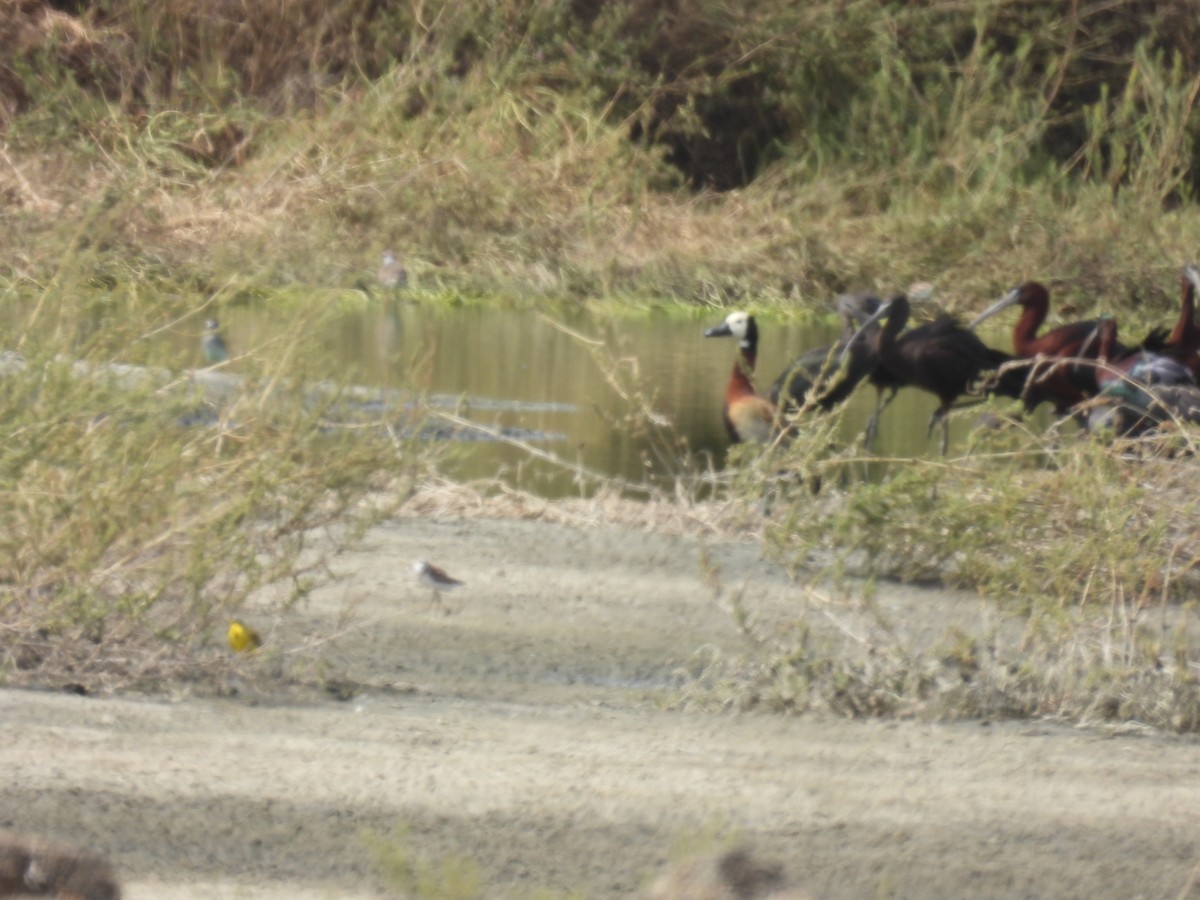 White-faced Whistling-Duck - ML619036728