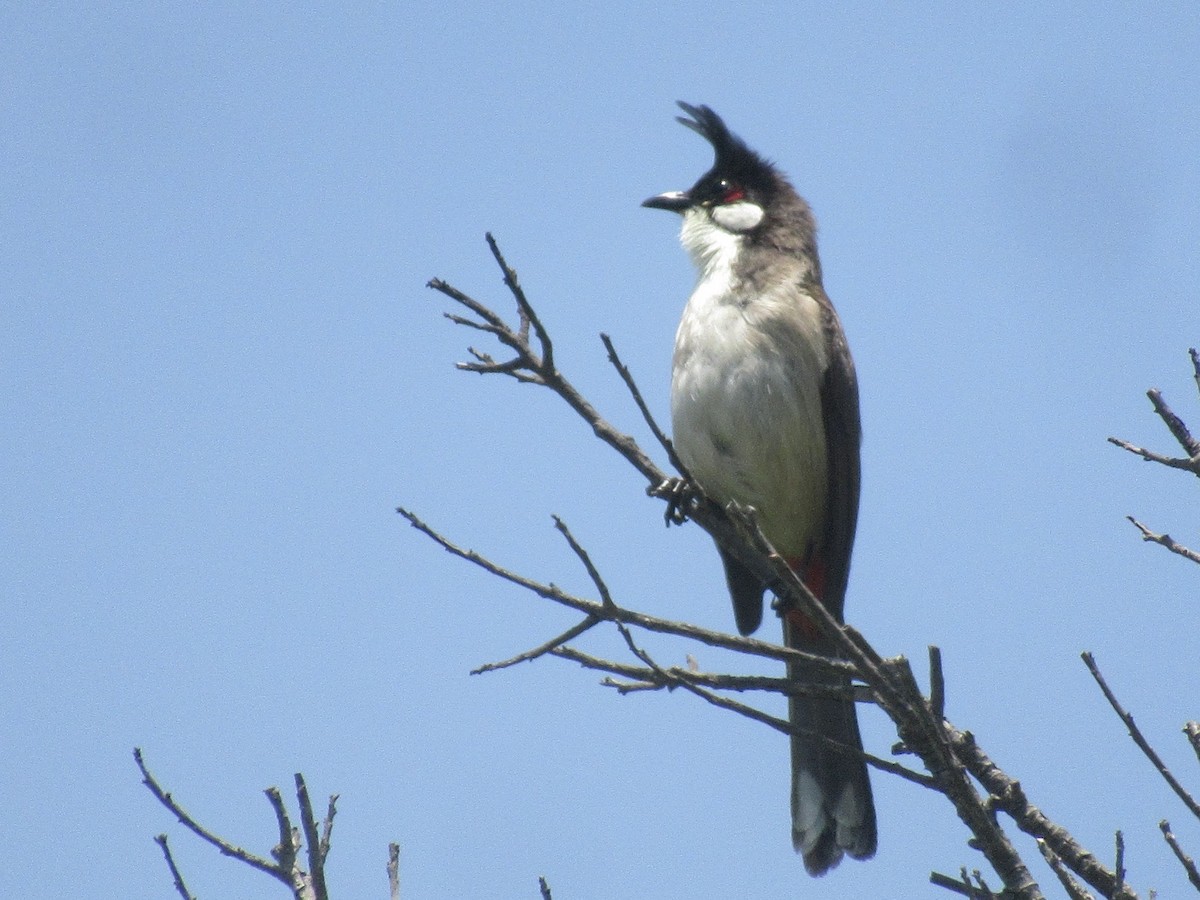 Red-whiskered Bulbul - ML619036739