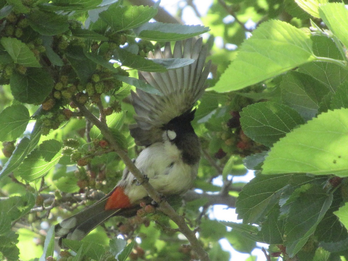 Red-whiskered Bulbul - Adam Burnett