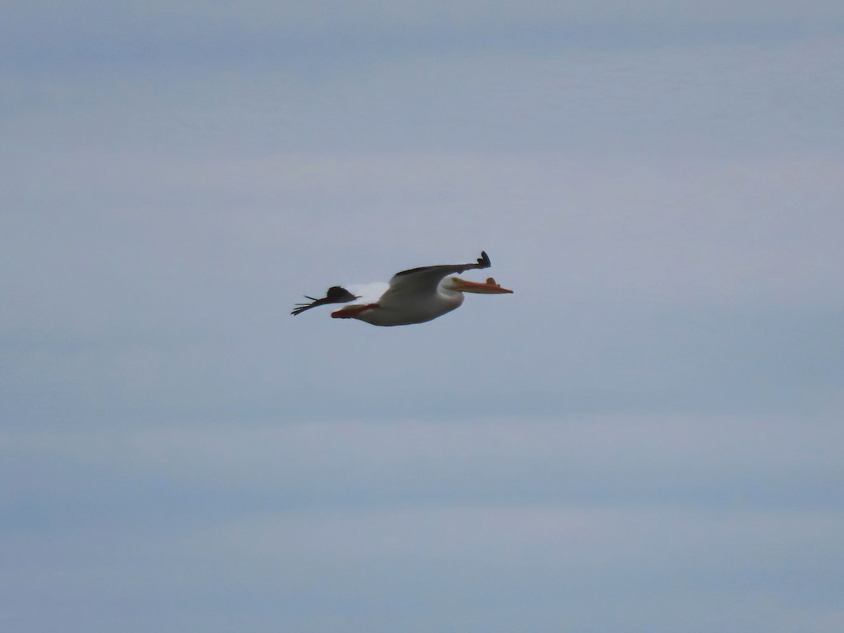 American White Pelican - ML619036759