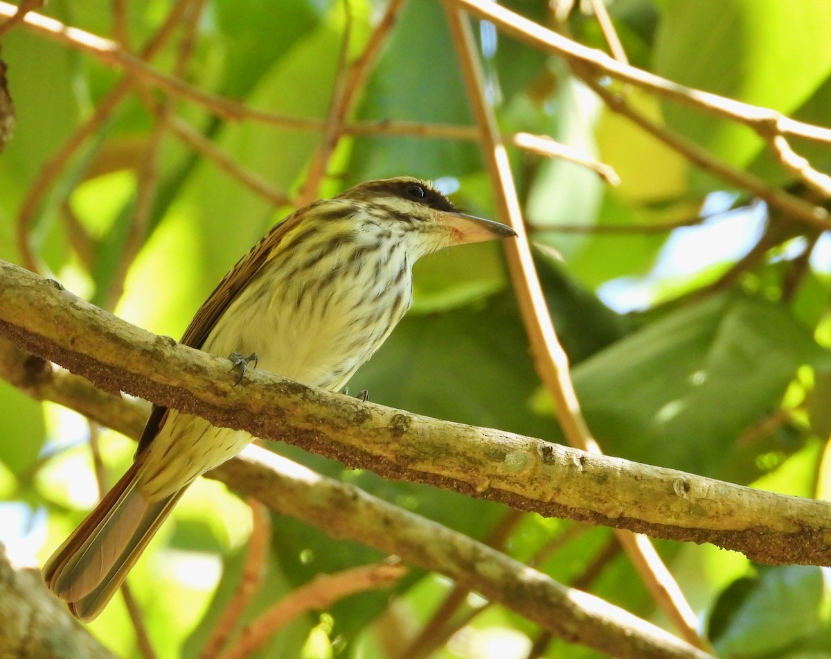 Streaked Flycatcher - Manuel Pérez R.