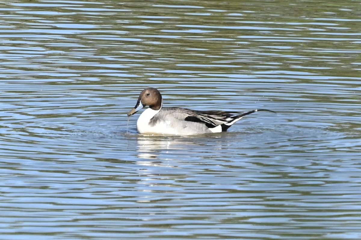 Northern Pintail - S J