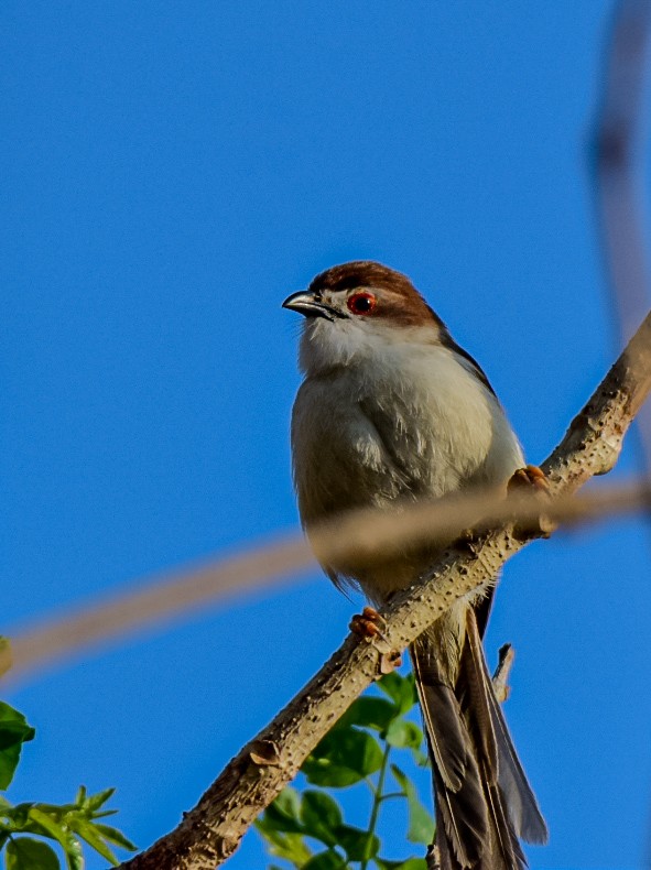 Yellow-eyed Babbler - Sanjana Kajawe