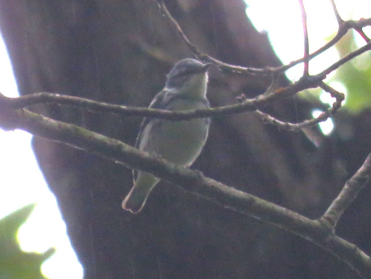 Cerulean Warbler - Todd Ballinger