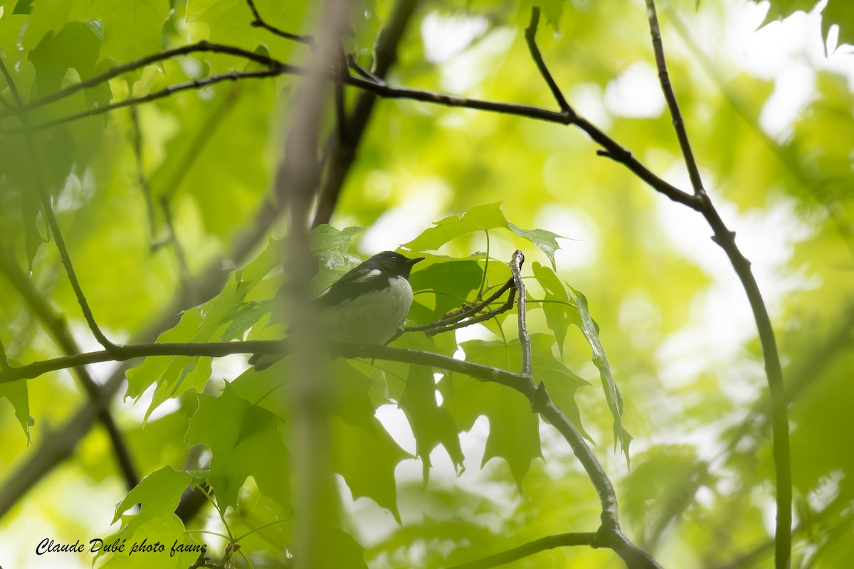 Black-throated Blue Warbler - Claude Dubé