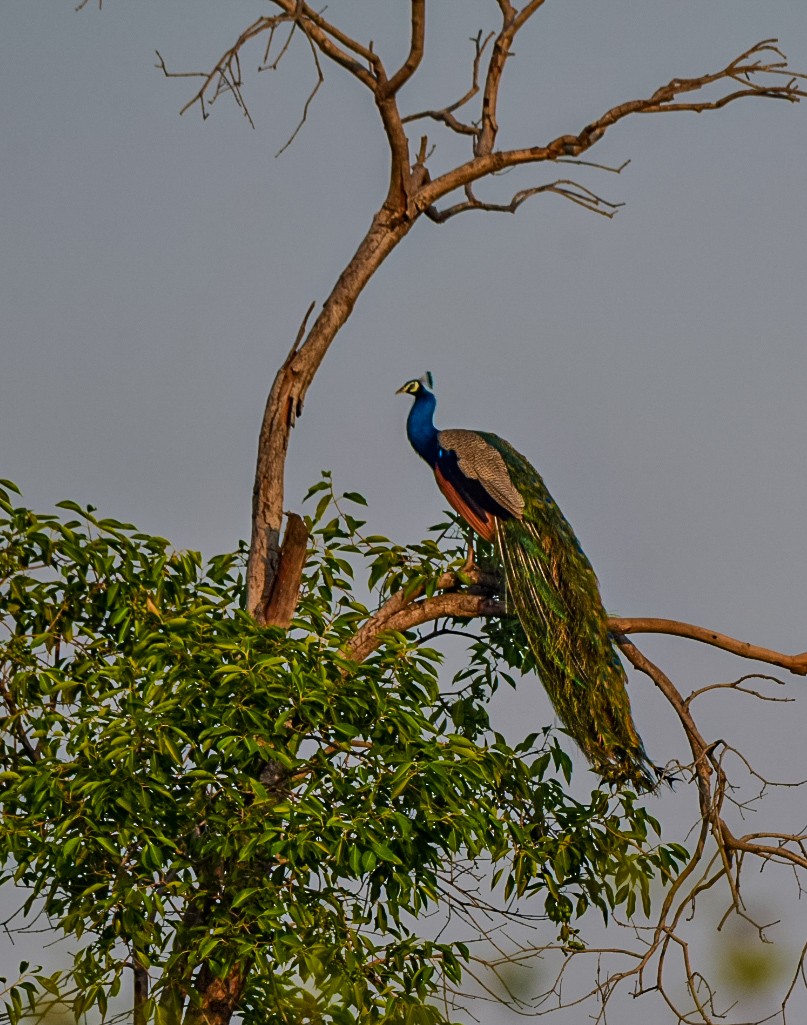 Indian Peafowl - Sanjana Kajawe