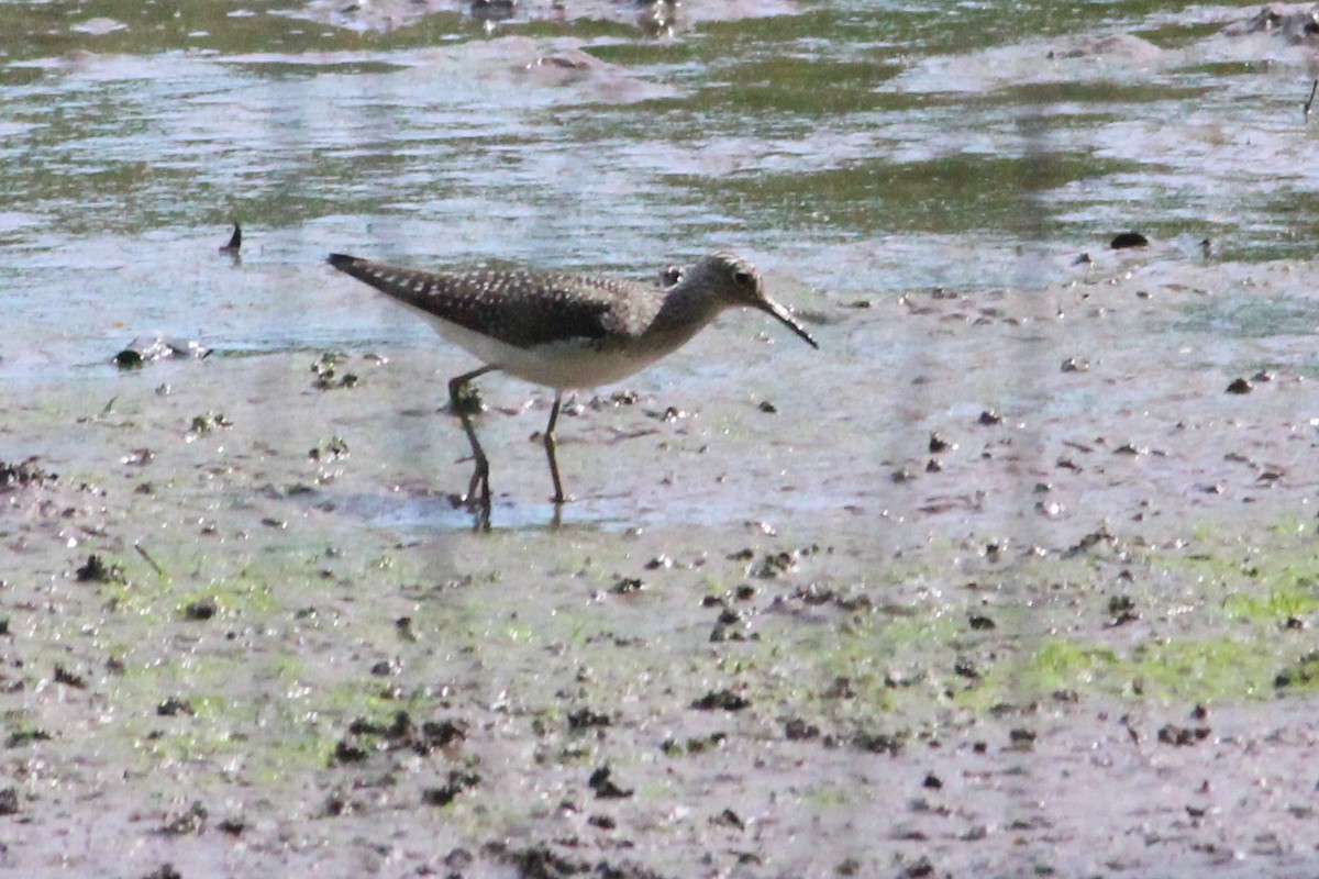 Solitary Sandpiper - ML619036852