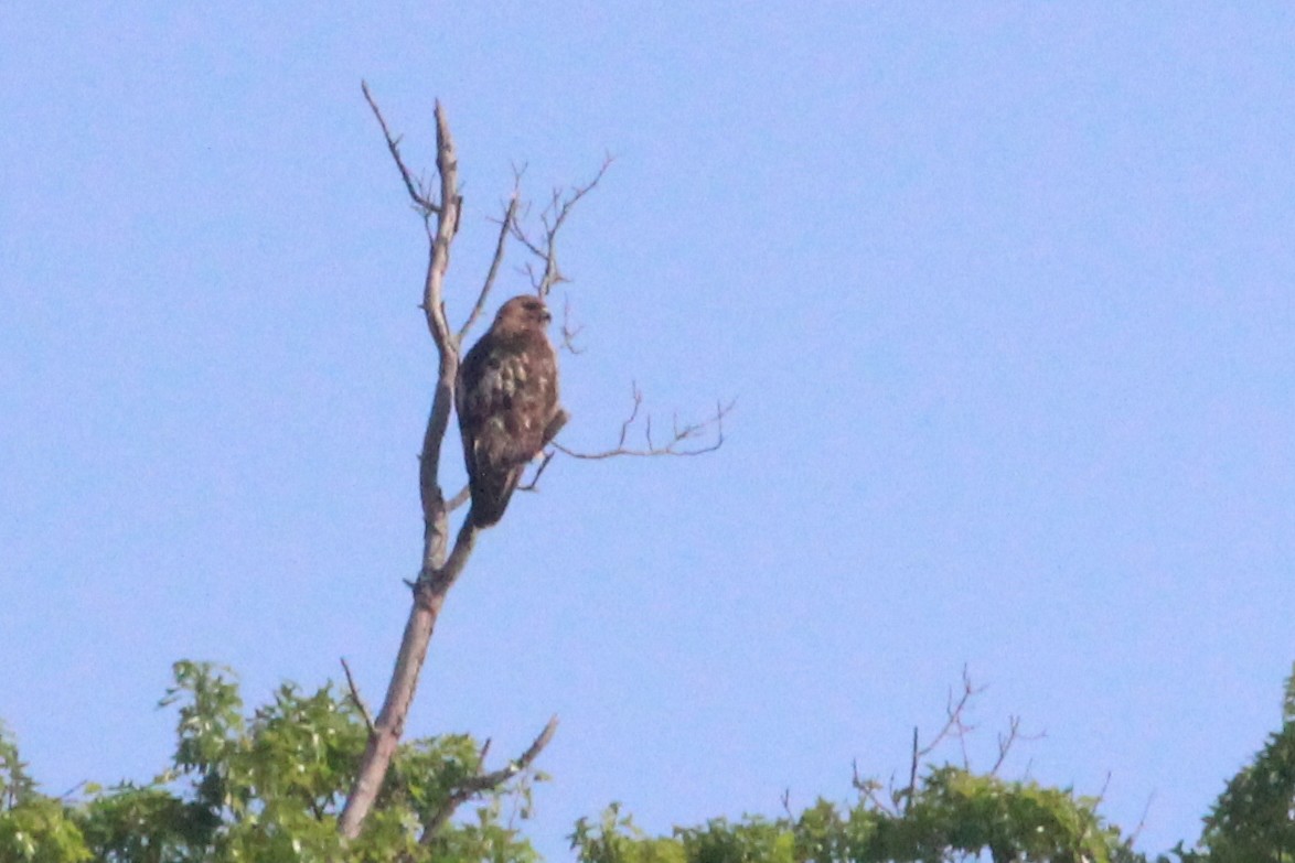 Red-tailed Hawk - ML619036856