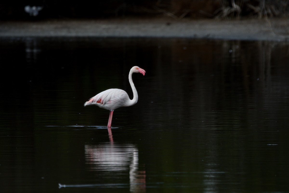 Greater Flamingo - ML619036857