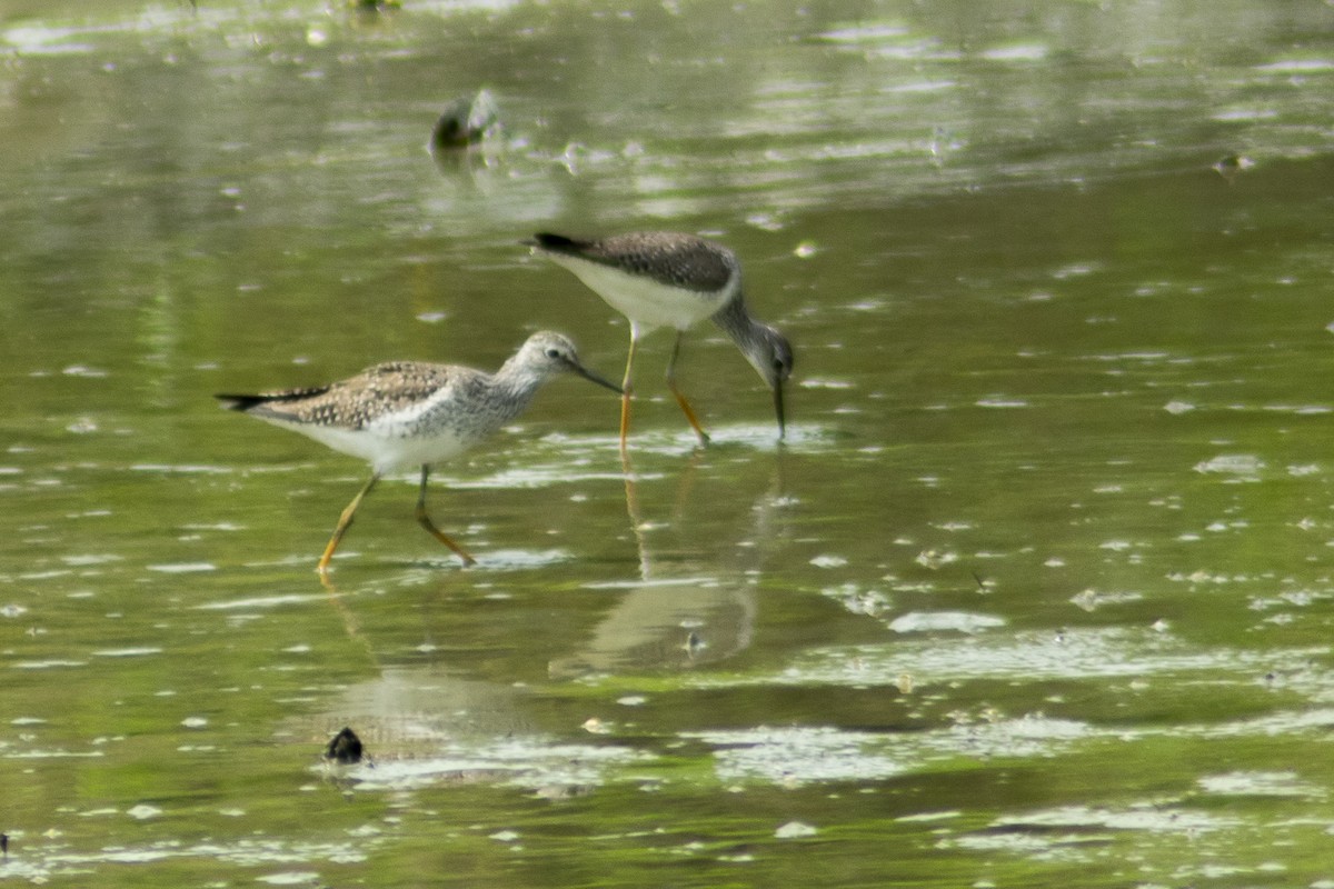 Lesser Yellowlegs - Christian Carmona - CACIQUE BIRDING