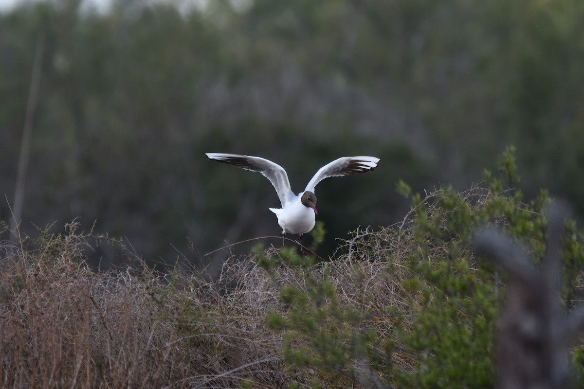 Black-headed Gull - ML619036886