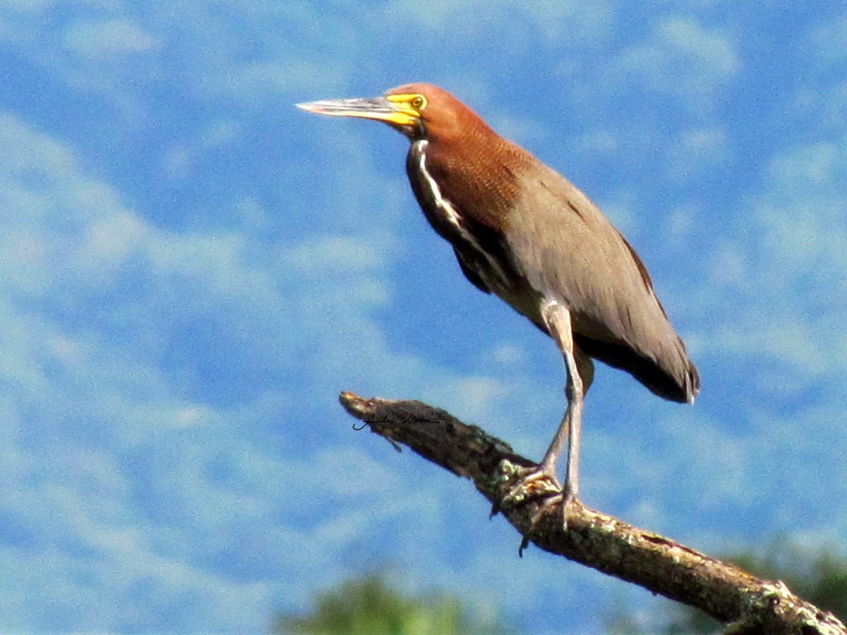 Rufescent Tiger-Heron - André Netto