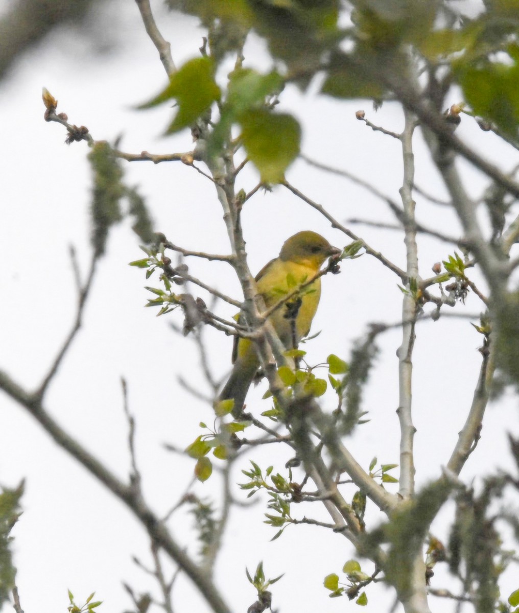 Western Tanager - Ben Evans