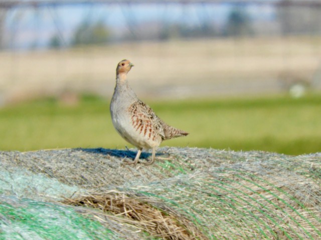 Gray Partridge - Mark Yoder