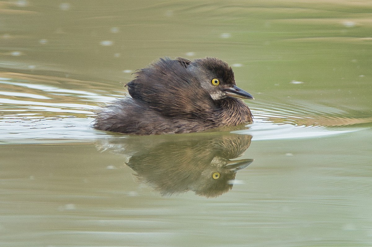 potápka nejmenší - ML619036988