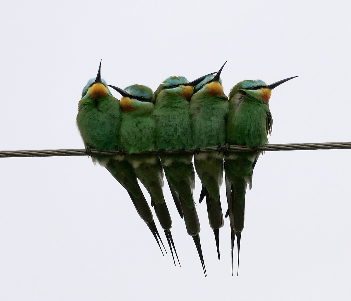 Blue-cheeked Bee-eater - Dmitrii Konov