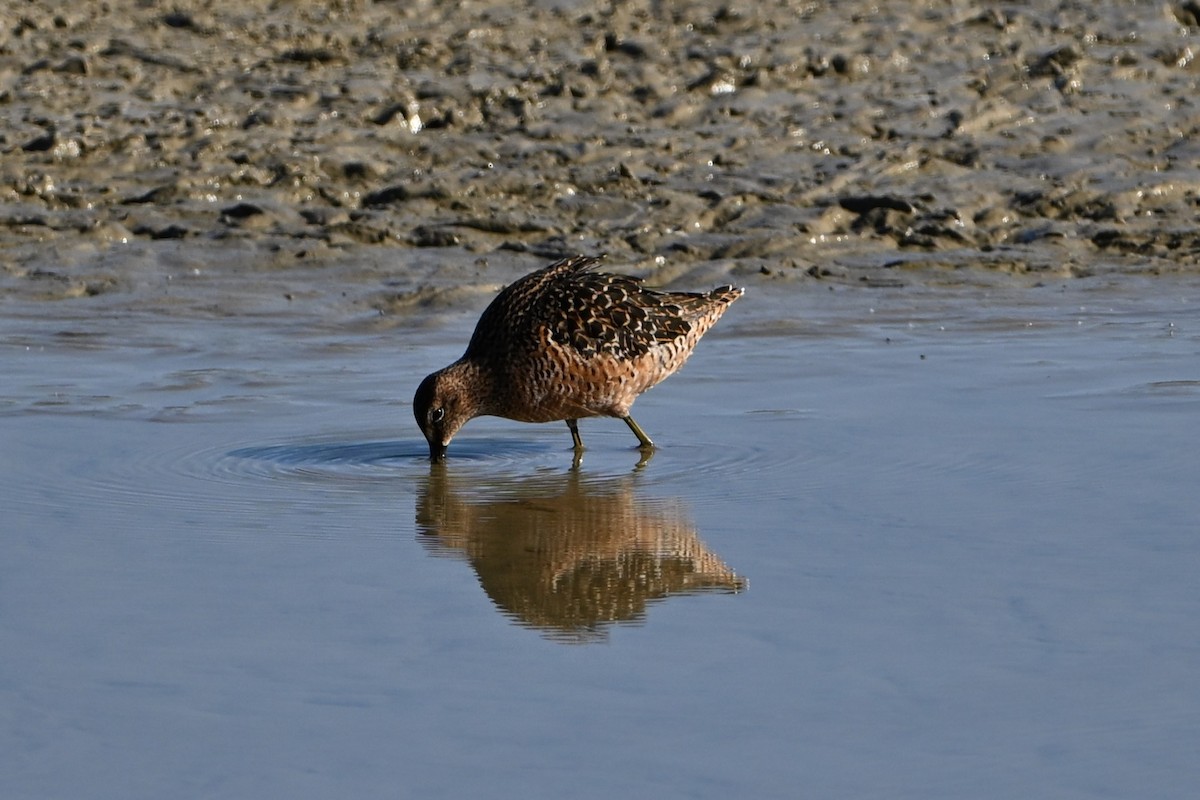 Long-billed Dowitcher - ML619037009