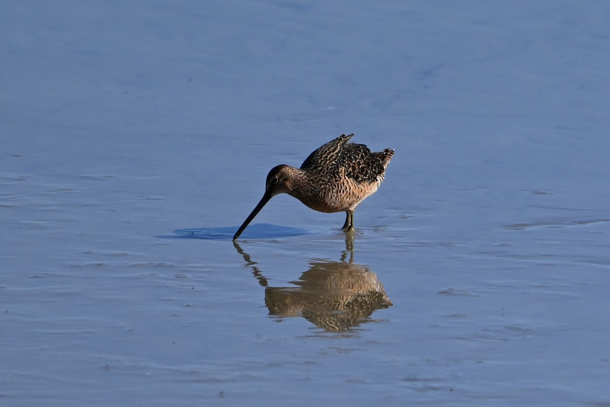 Long-billed Dowitcher - ML619037013