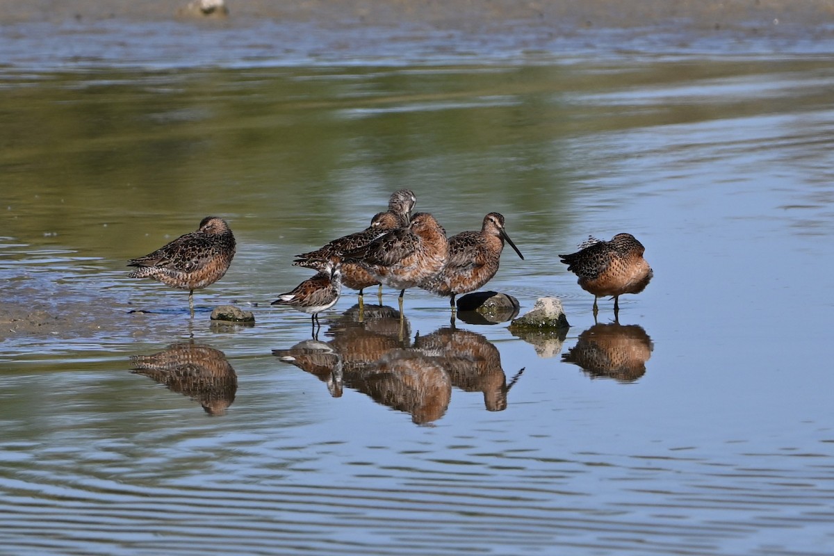 Long-billed Dowitcher - ML619037014