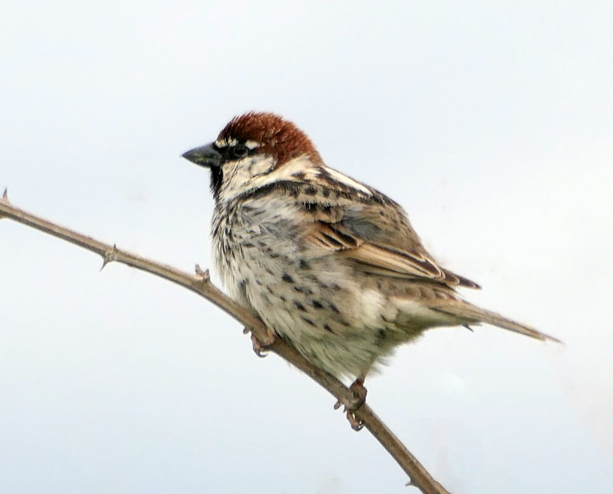 Spanish Sparrow - Dmitrii Konov