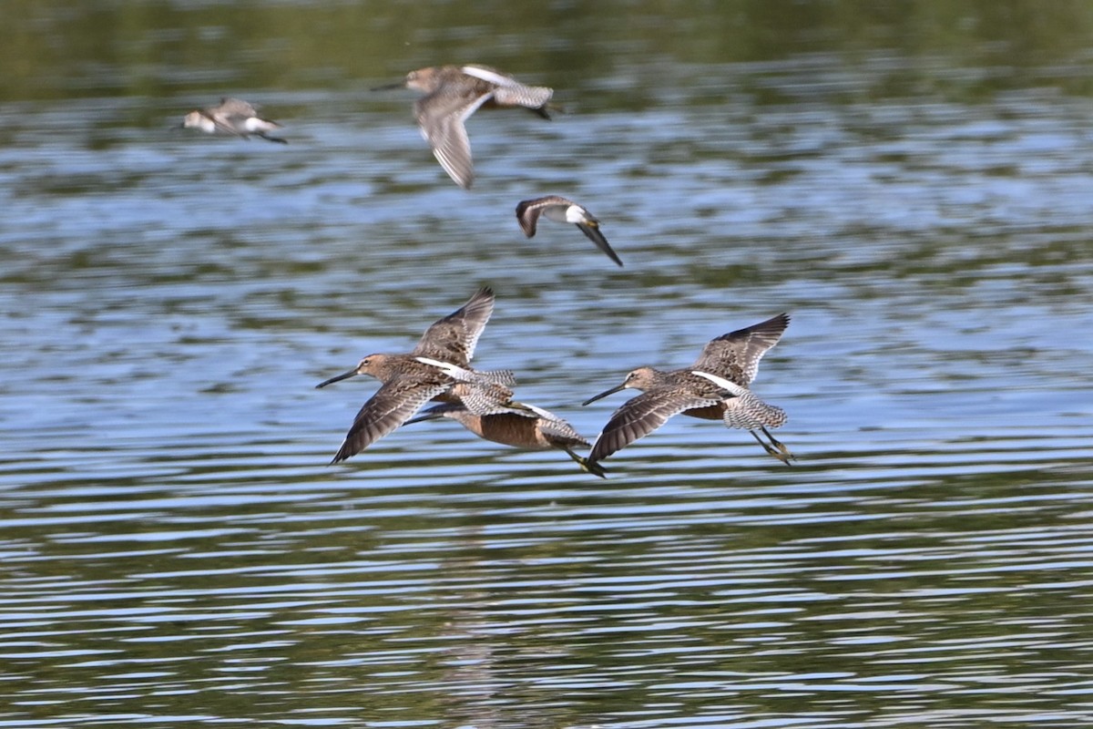 Long-billed Dowitcher - ML619037024