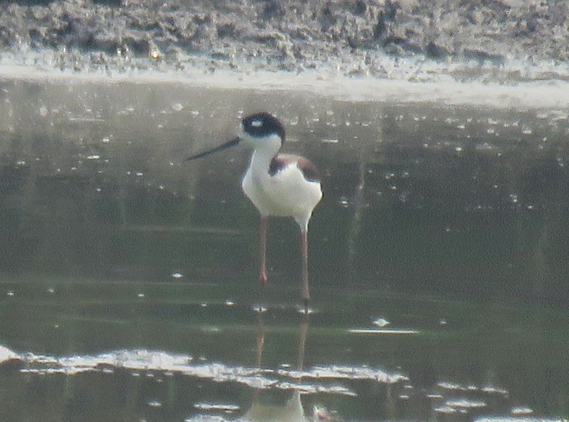 Black-necked Stilt - ML619037030