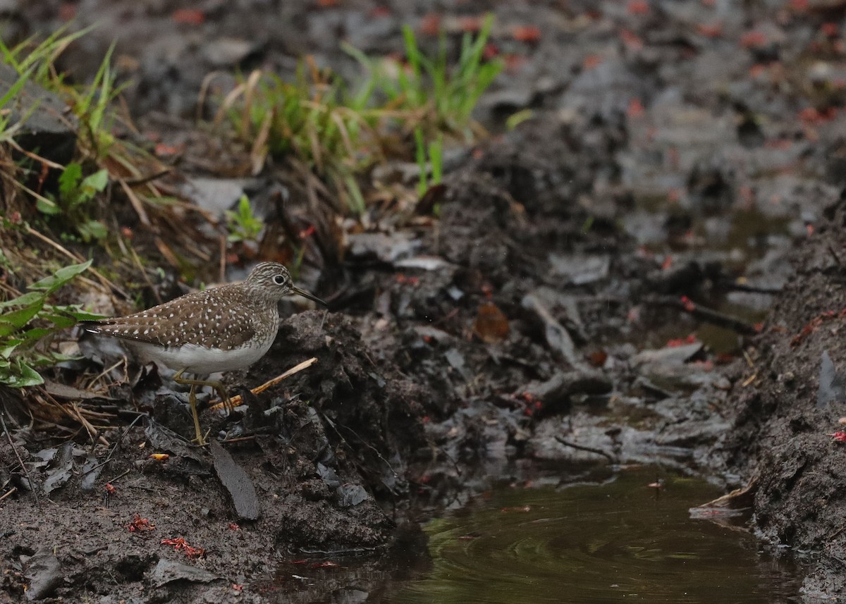 Solitary Sandpiper - ML619037036