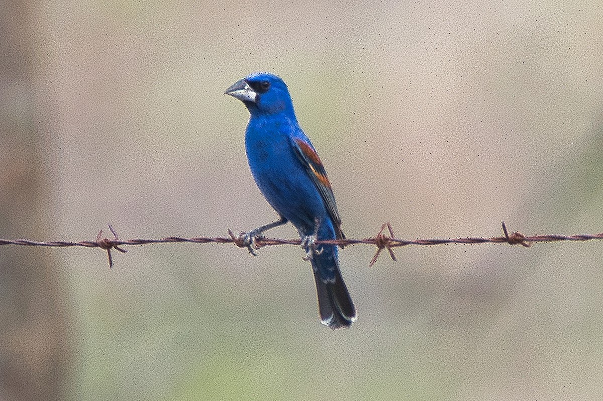 Blue Grosbeak - Esteban Ros