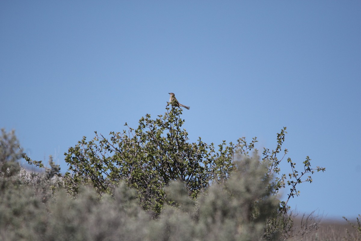 Sage Thrasher - ML619037049