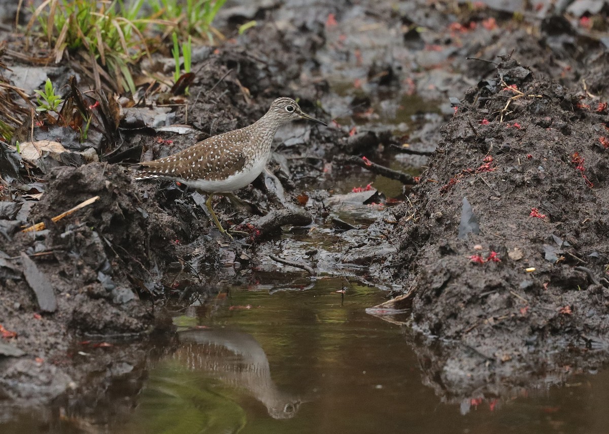 Solitary Sandpiper - ML619037054