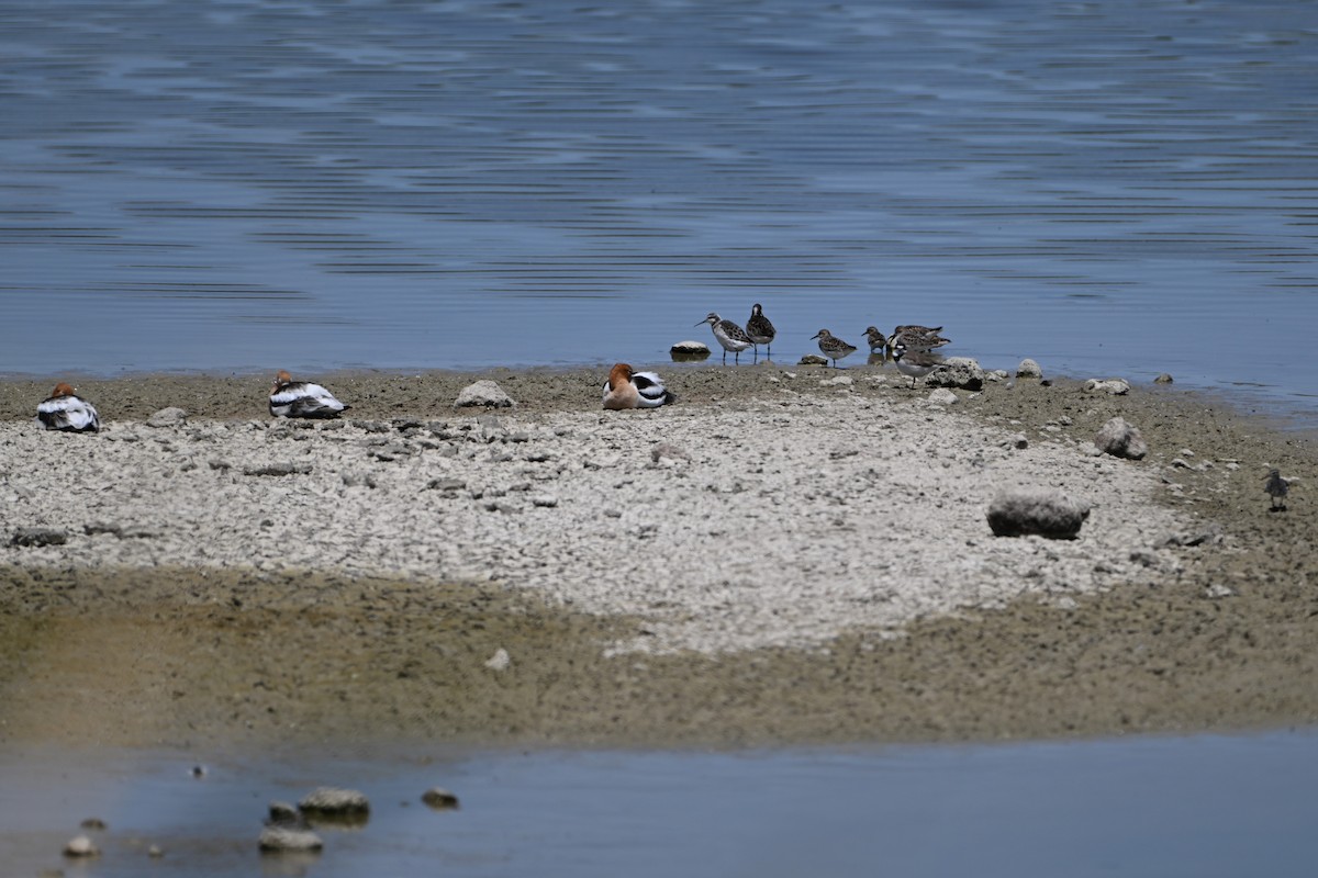 Wilson's Phalarope - ML619037057