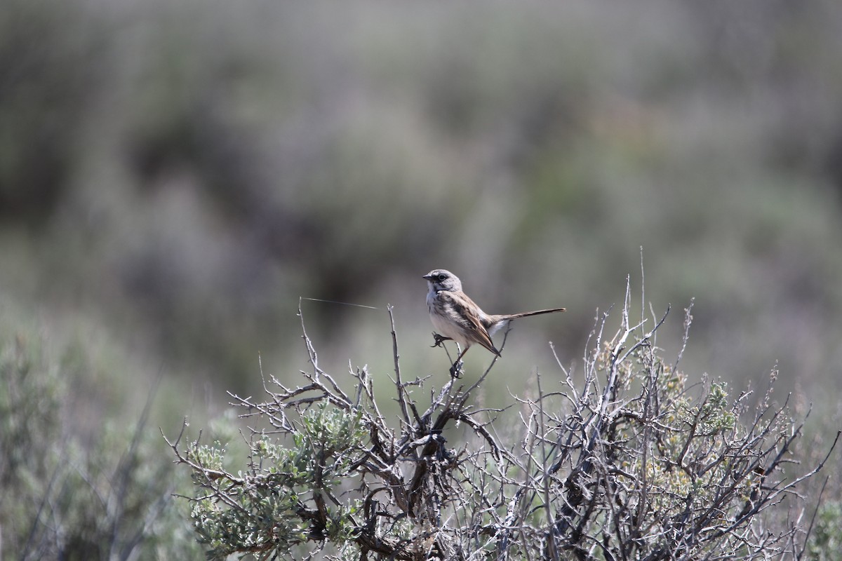 Sagebrush Sparrow - Will Harrod