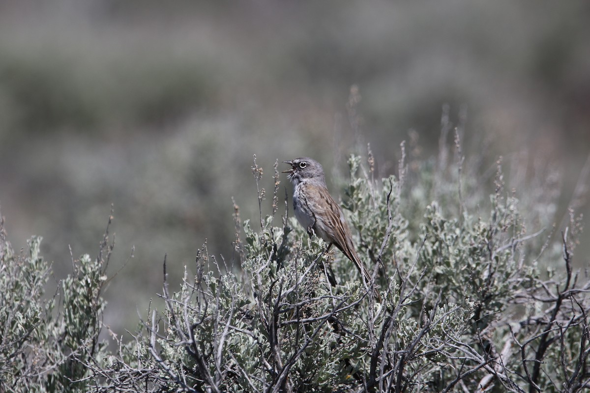 Sagebrush Sparrow - Will Harrod