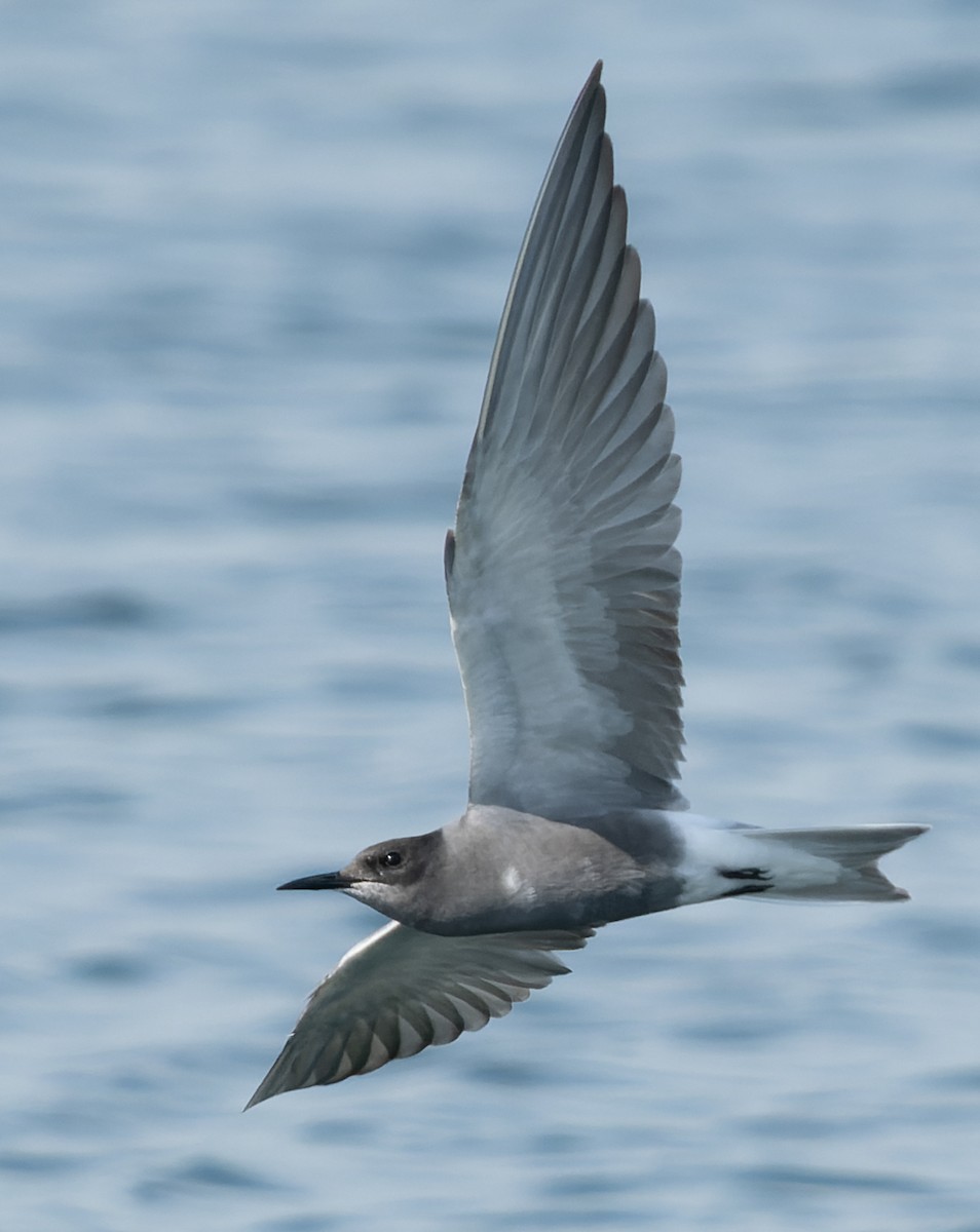 Black Tern - ML619037085