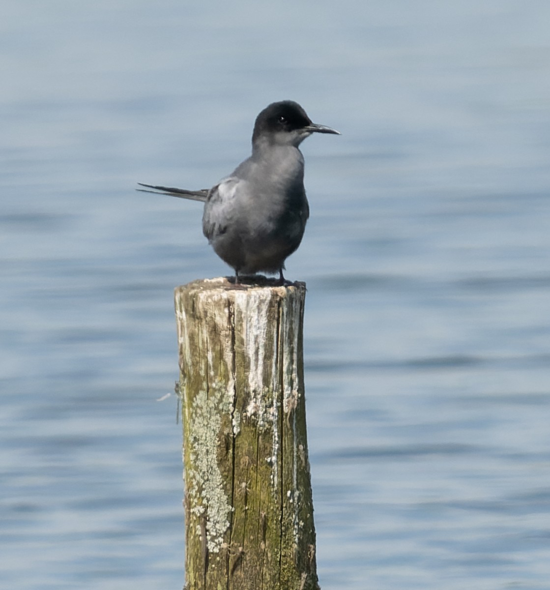 Black Tern - ML619037090