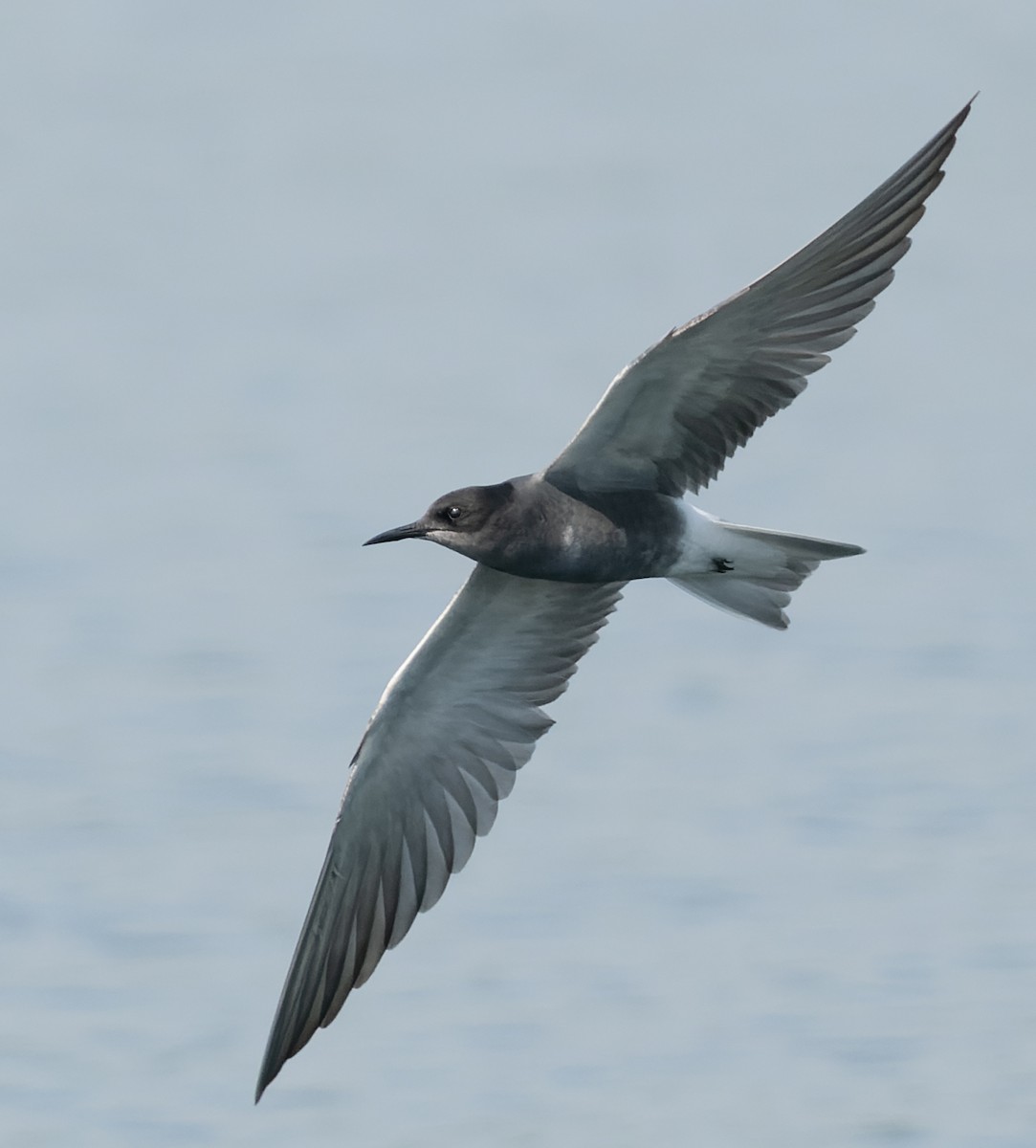 Black Tern - ML619037091