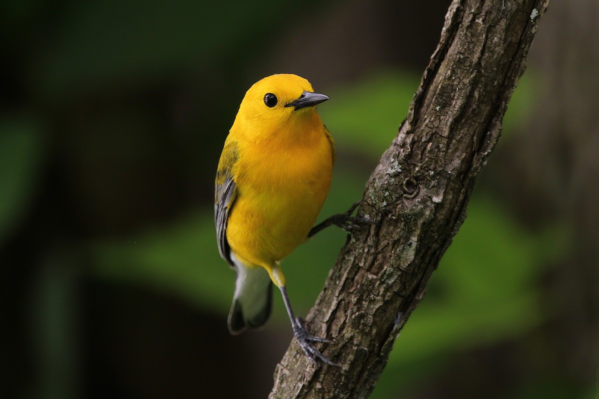 Prothonotary Warbler - ML619037110